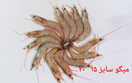 بهترین میگو سایز ۱۵ و ۲۰ صادراتی ایران + قیمت خرید عالی